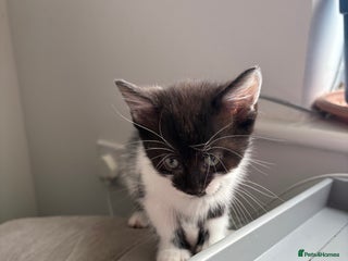 Domestic Shorthair cats - Advert 28