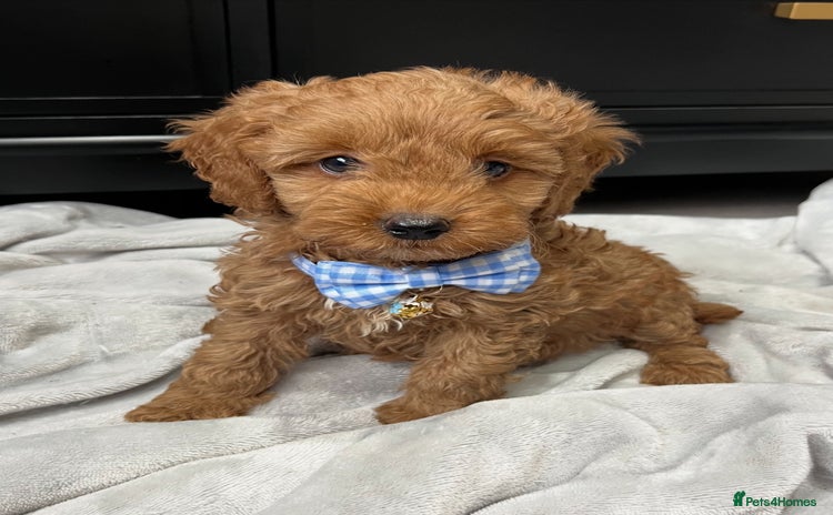 Cavapoo dogs - Advert 1