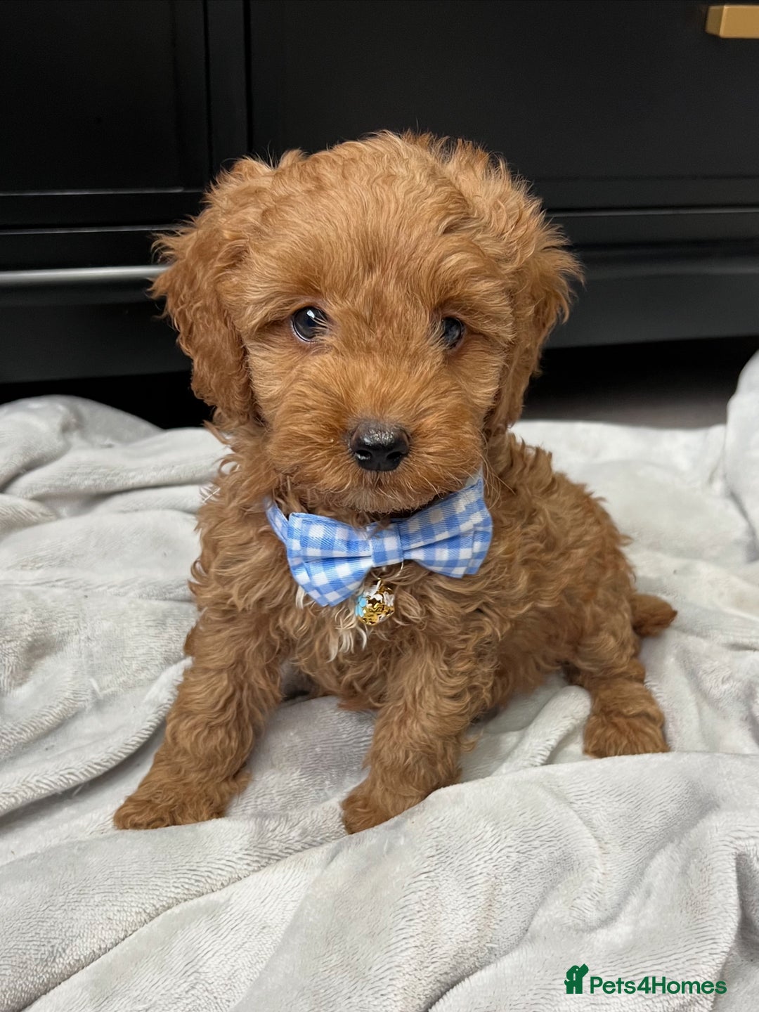 Cavapoo dogs for sale: Stunning Cavapoos  - Image 1