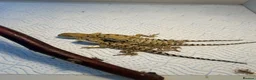 Dragon reptiles for sale: Rankins dragons - Advert 7