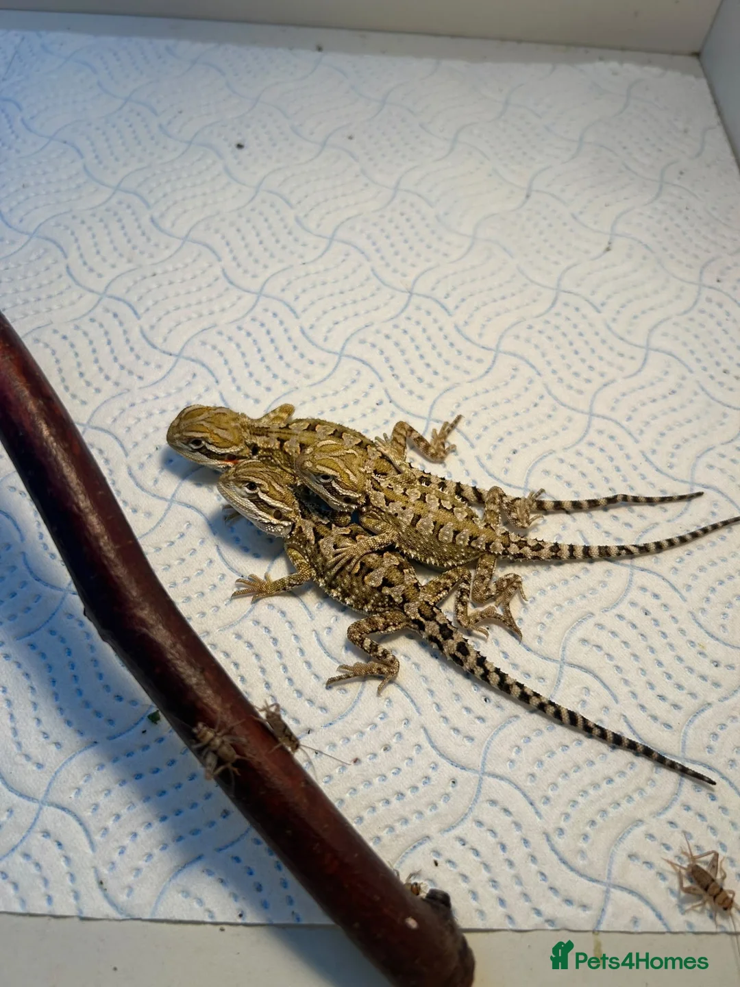 Dragon reptiles for sale: Rankins dragons - Advert 7