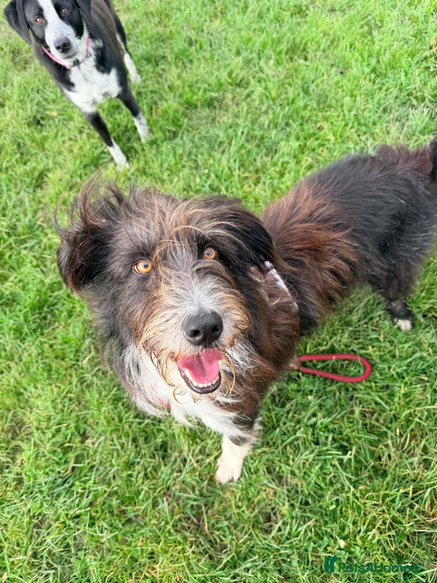 Mixed Breed dogs for adoption: Wolfie - Advert 2