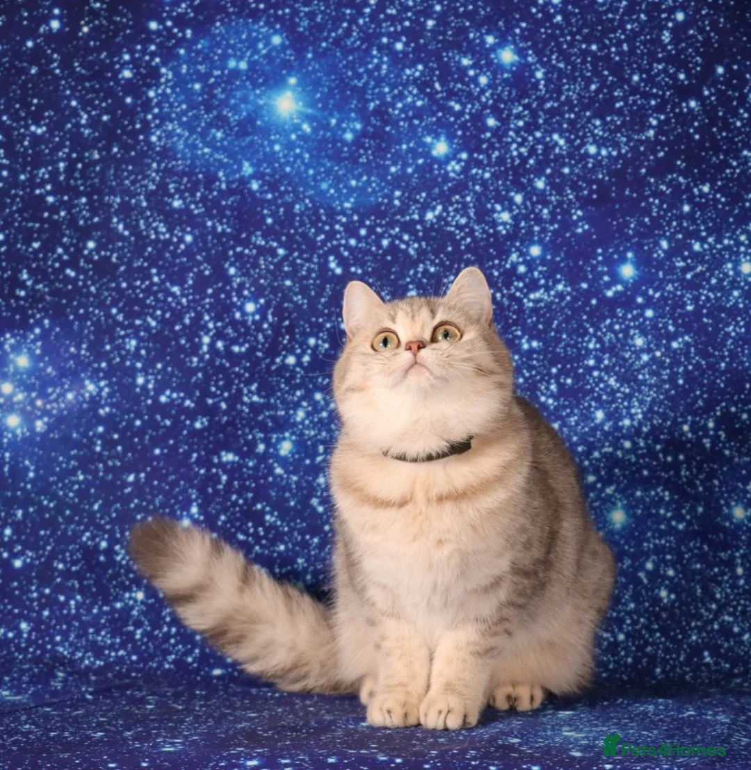 British Shorthair cats for sale: Retired British Shorthaired females available  - Advert 1