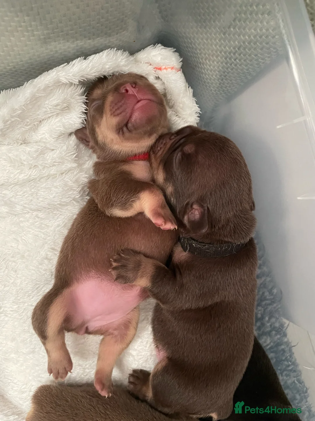 French Bulldog dogs for sale:  ** French Bulldogs in Chocolate & Tan and Rojo - Advert 7