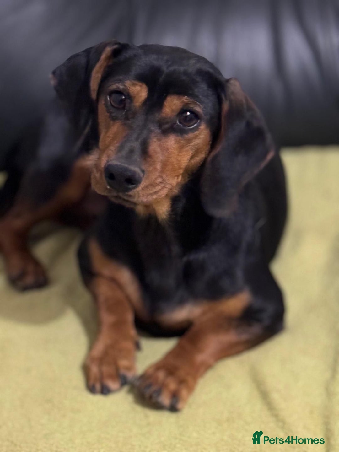 Mixed Breed dogs for adoption: Beautiful Mira needs a home - Advert 16