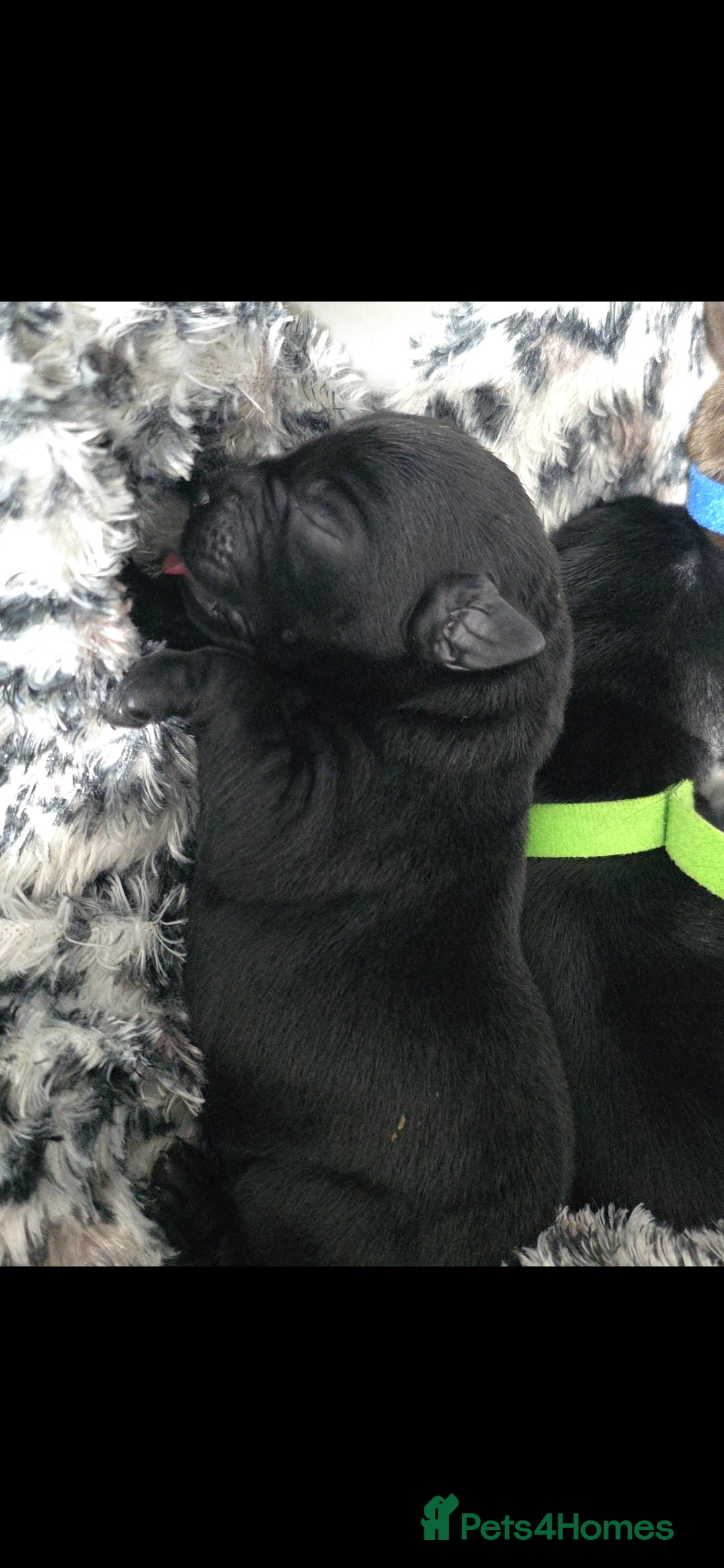Labrador Retriever dogs for sale: 💫Stunning chocolate and black labrador pups 💫 - Image 6