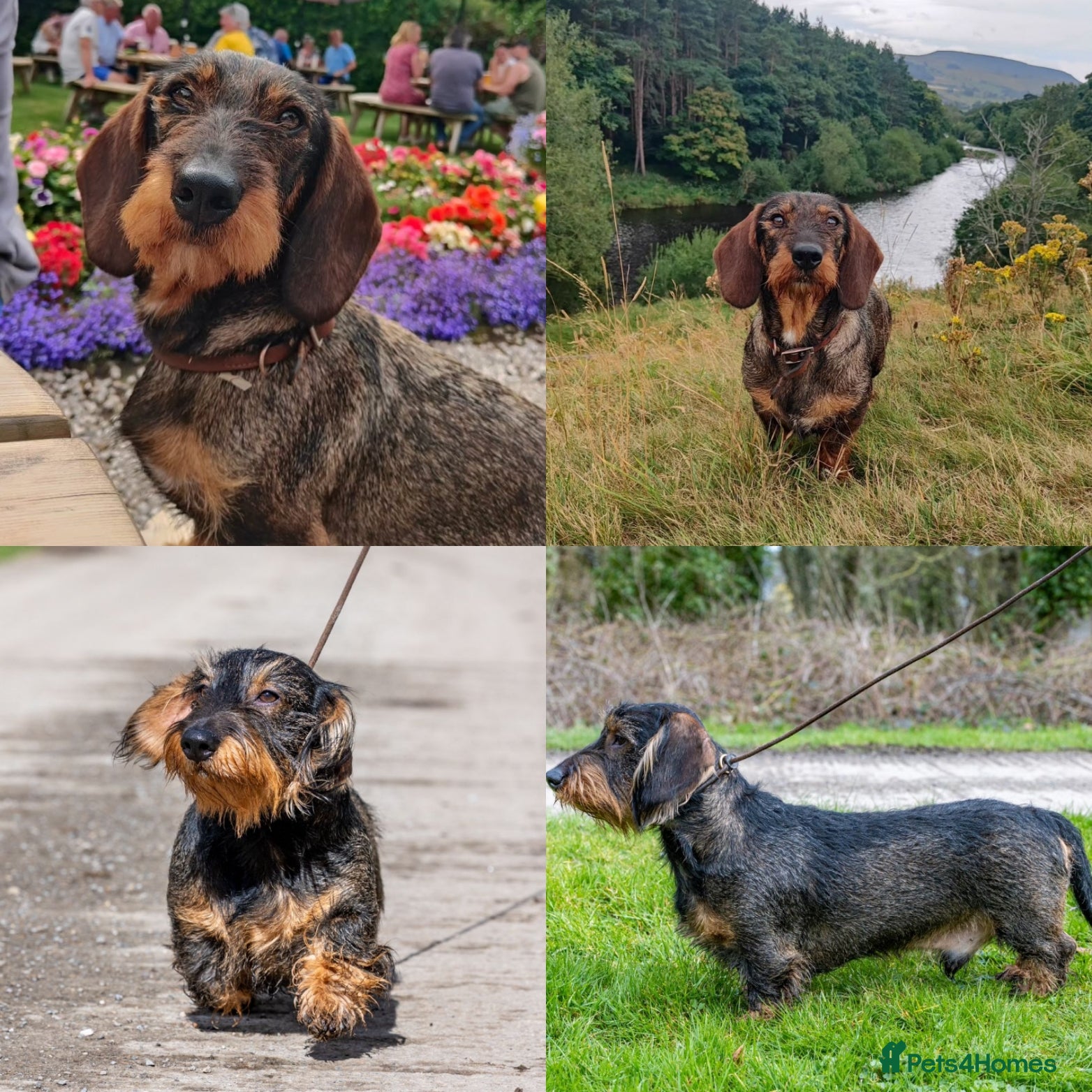 Dachshund dogs Wirehaired Dachshund confirmed in pup - Advert 2