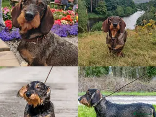 Dachshund dogs Wirehaired Dachshund confirmed in pup - Advert 2