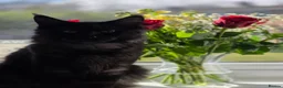 Maine Coon cats for sale: Main coon for sale  in Newton Aycliffe - Advert 3