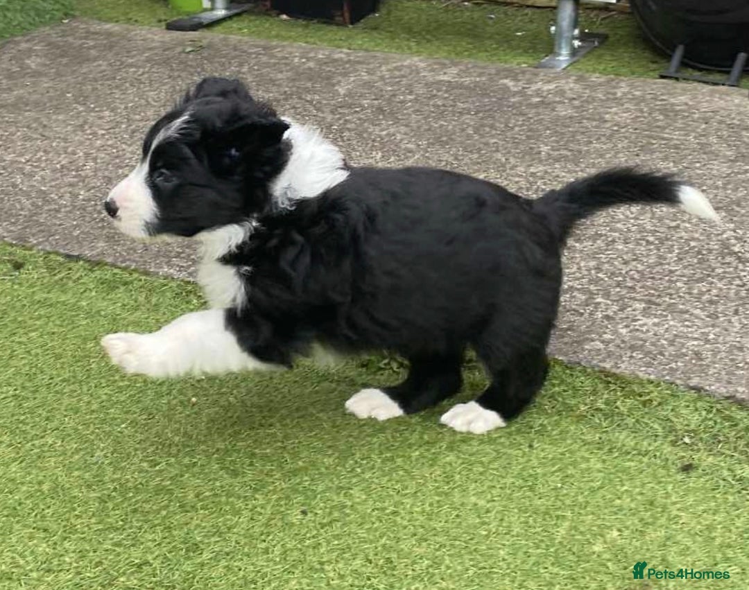 Border Collie dogs for sale: Puppy Border Collie - Image 3
