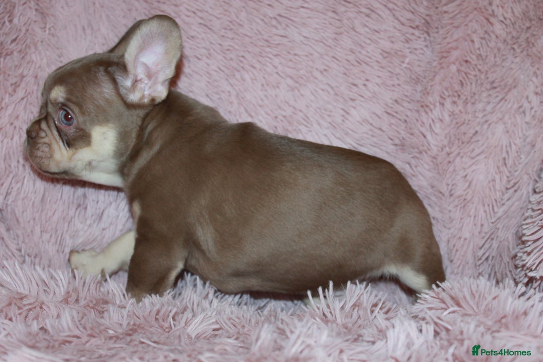 French Bulldog dogs for sale: ULTRA RARE - RAINBOW LITTER NON FLUFFY FRENCHIES - Advert 3