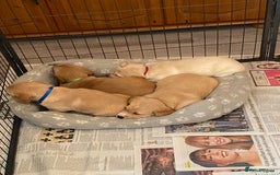 Cockerdor dogs for sale: Adorable f1 cockerdor puppies - Image 38
