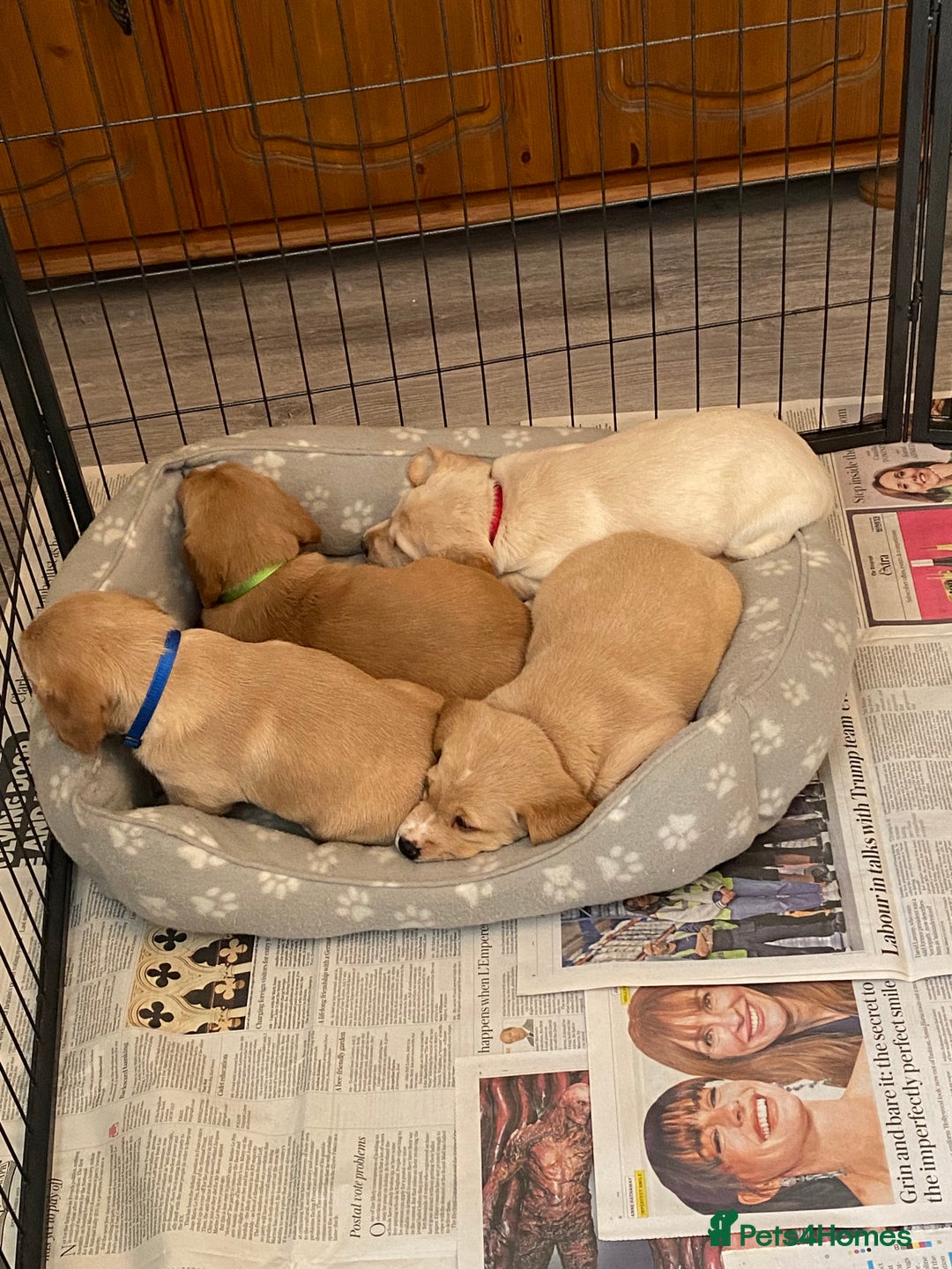 Cockerdor dogs for sale: Adorable f1 cockerdor puppies - Image 38