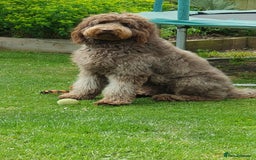 Labradoodle dogs for sale: F4b Standard Labradoodles (Fully Health Tested) - Advert 12