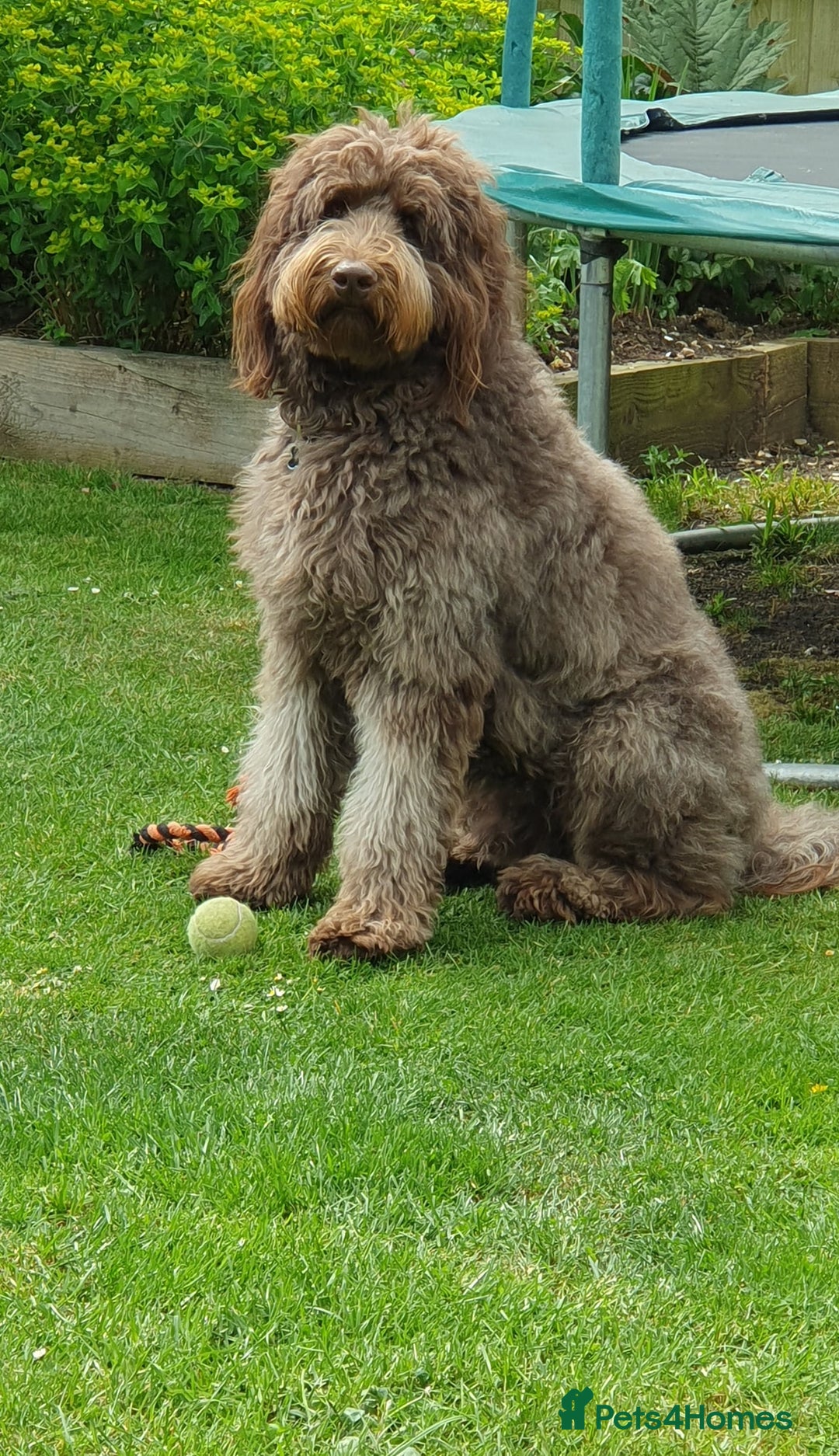 Labradoodle dogs for sale: F4b Standard Labradoodles (Fully Health Tested) - Advert 12