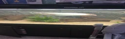 Other/Mixed Breed fish for sale: Silver arowana  in Leeds - Advert 1