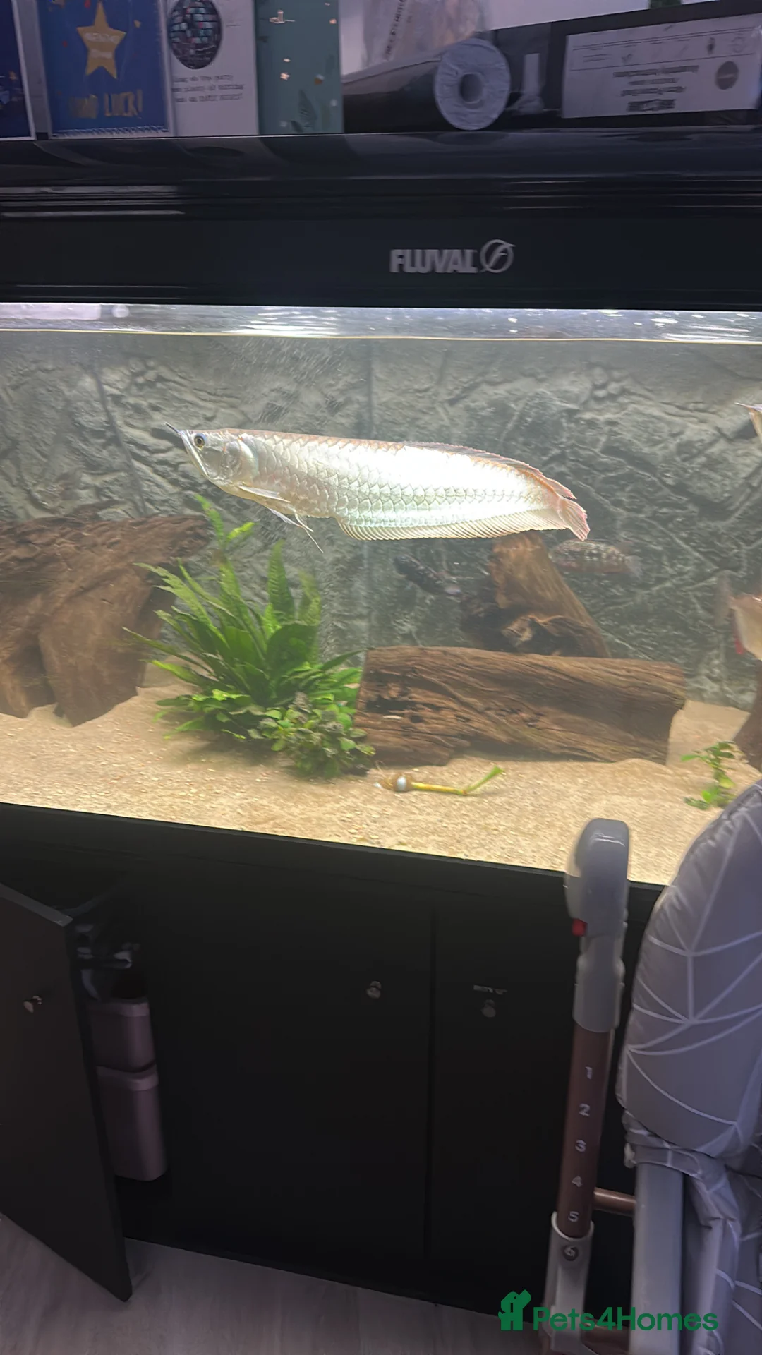 Other/Mixed Breed fish for sale: Silver arowana  in Leeds - Advert 1