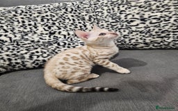 Bengal cats for sale: Outstanding kittens from Show parents. - Image 3