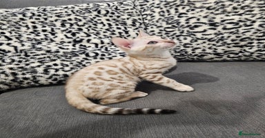 Bengal cats - Advert 10