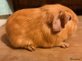 Guinea Pig rodents Beautiful Purebred Buff Guinea Pigs - Advert 16