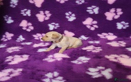 Labrador Retriever dogs for sale: KC registered yellow/black labrador puppies  - Image 18