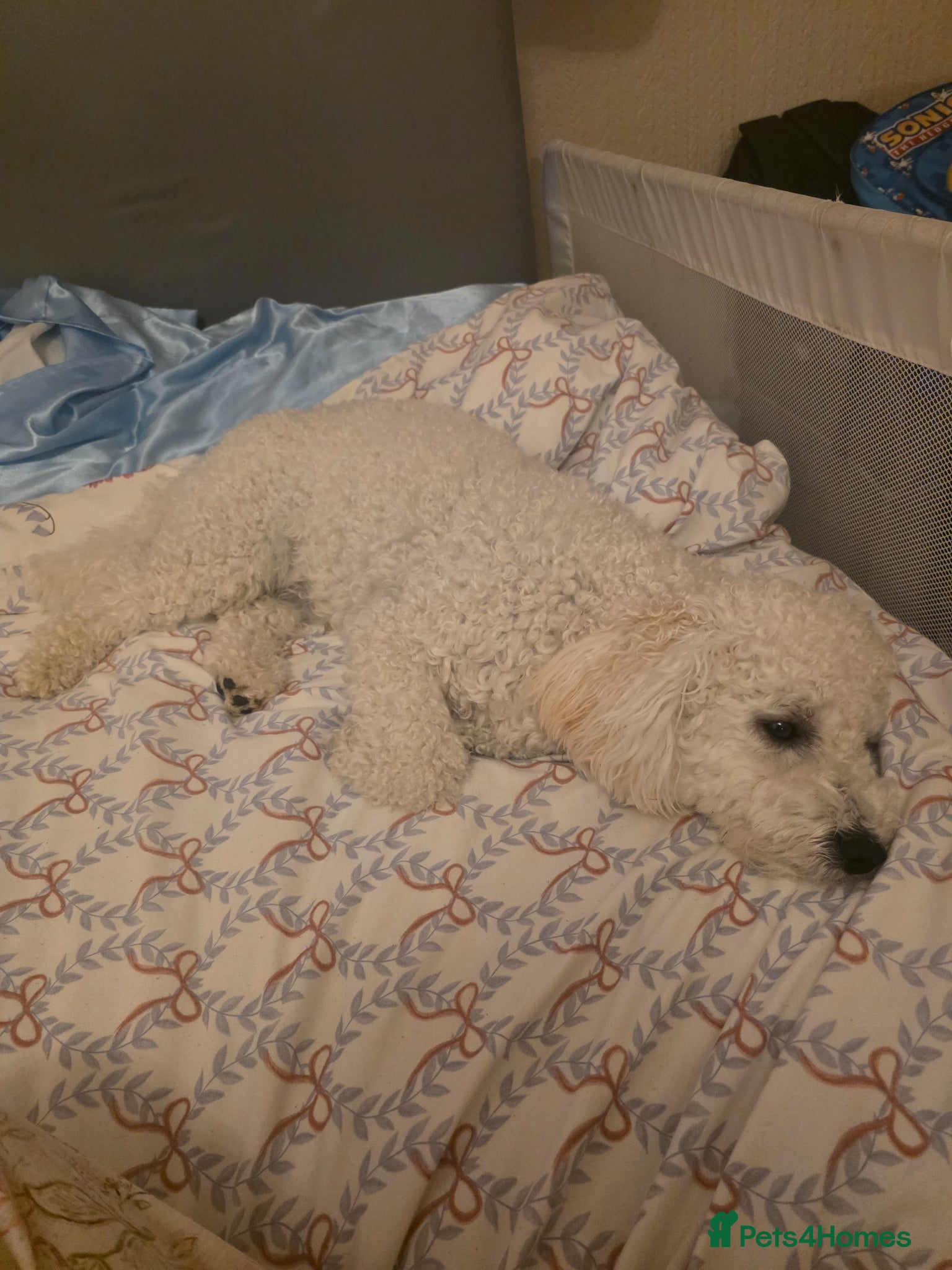Bichon Frise dogs for sale: Teddy in Sheffield - Advert 8