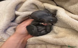 Italian Greyhound dogs for sale: KC Italian Greyhound Puppies  - Image 10