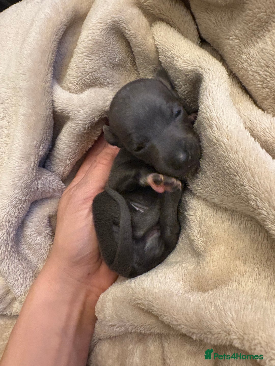 Italian Greyhound dogs for sale: KC Italian Greyhound Puppies  - Image 10