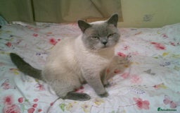 British Shorthair cats for sale: Blue Pedigree BSH Male Singleton - Image 7
