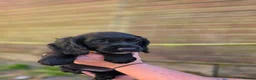 Sprocker dogs for sale: Gorgeous sprocker puppies  - Advert 5
