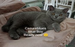 British Shorthair cats for sale: Gccf STUD, Blue Spotted,Blue, Lilac, Bi - Image 7