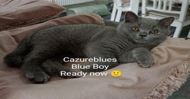 British Shorthair cats - Advert 12