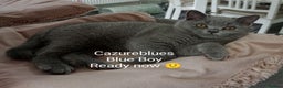British Shorthair cats for sale: Gccf Non Active GCCF Active Male Blood. B  - Advert 10
