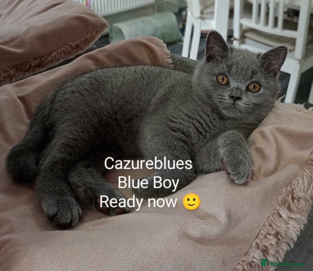 British Shorthair cats for sale: Gccf STUD, Blue Spotted,Blue, Lilac, Bi - Image 7