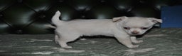 Chihuahua dogs for sale: Rare white  **  Chihuahua- girls  - Advert 2