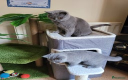 British Shorthair cats for sale: BRITISH SHORTHAIR KITTEN - Advert 5