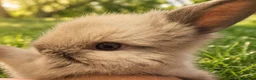 Lionhead rabbits for sale: Beautiful Lionhead Babies  - Advert 9