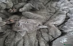 British Shorthair cats for sale: 1 cute British short hair blue kitten for sale  - Image 14