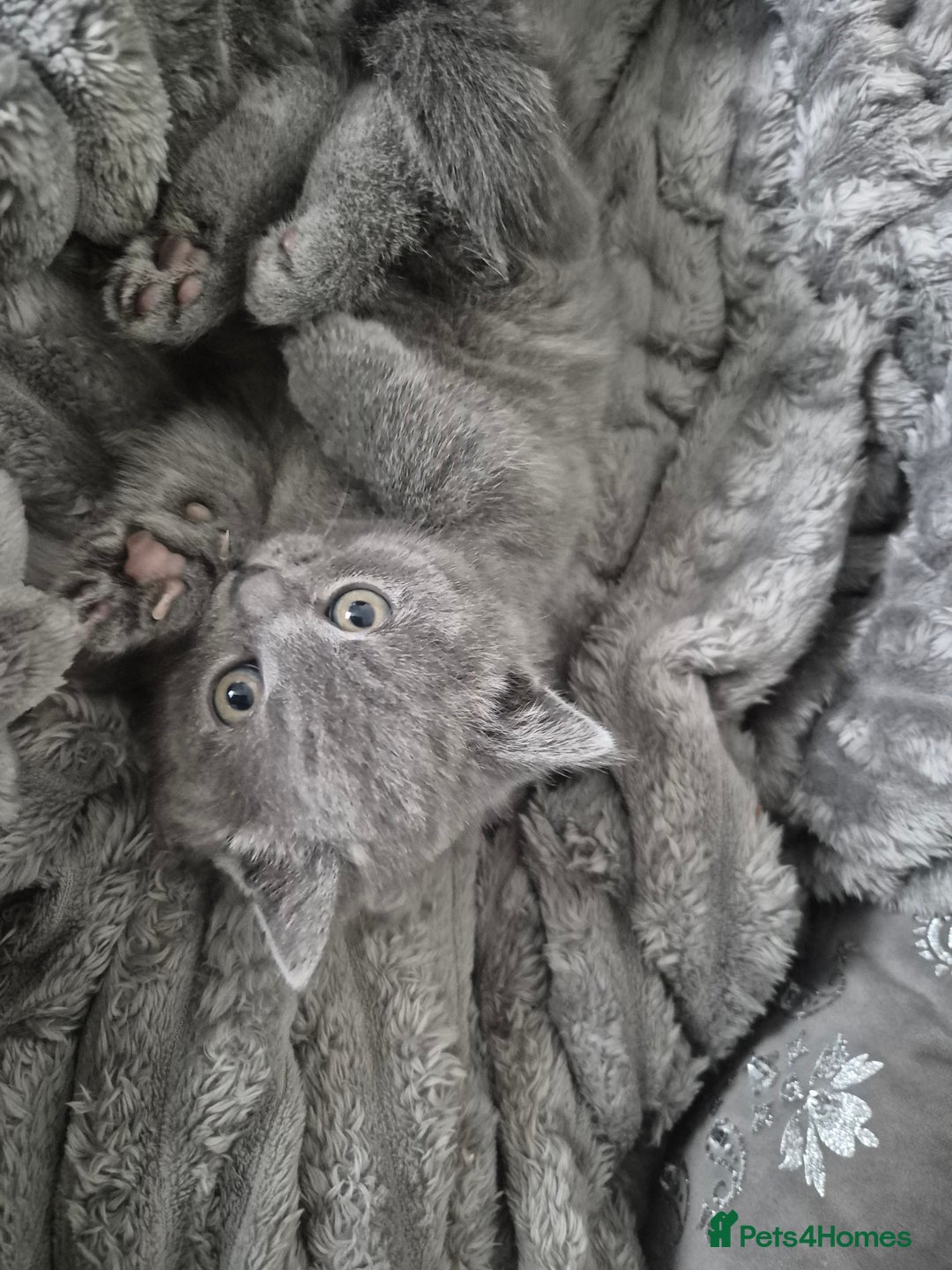 British Shorthair cats for sale: 1 cute British short hair blue kitten for sale  - Image 14