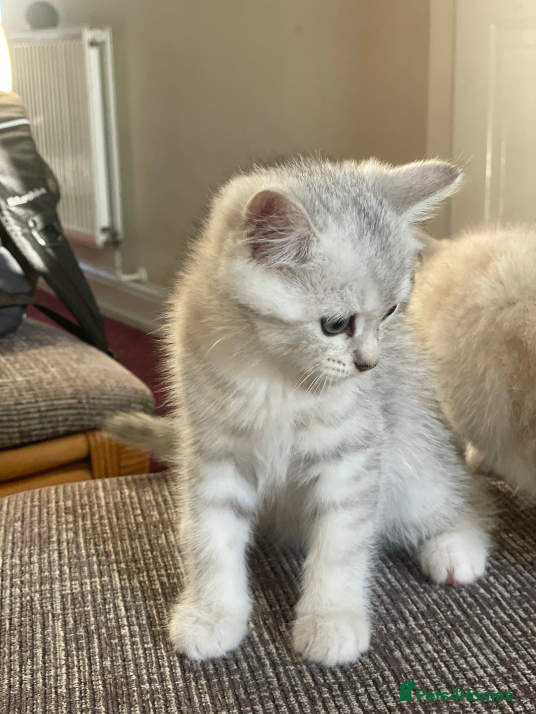 British Shorthair cats for sale: READY NOW ☺️4 British short hair & Ragdoll kittens - Image 34