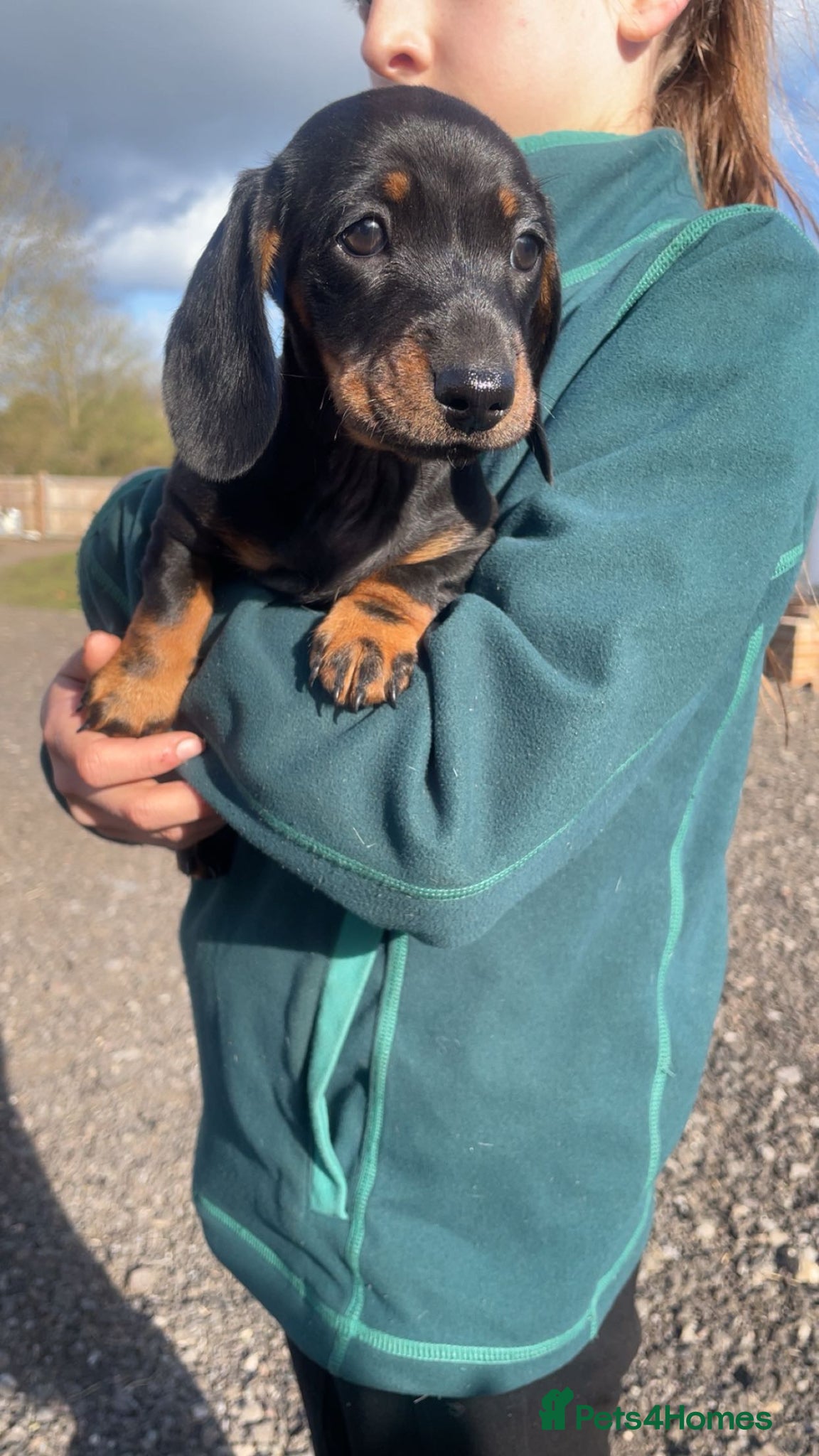 Miniature Dachshund dogs Miniature Dachshunds Ready Now😍 - Advert 1