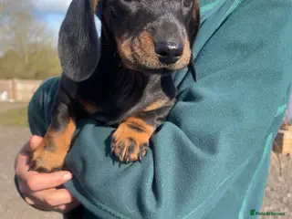Miniature Dachshund dogs Miniature Dachshunds Ready Now😍 - Advert 1