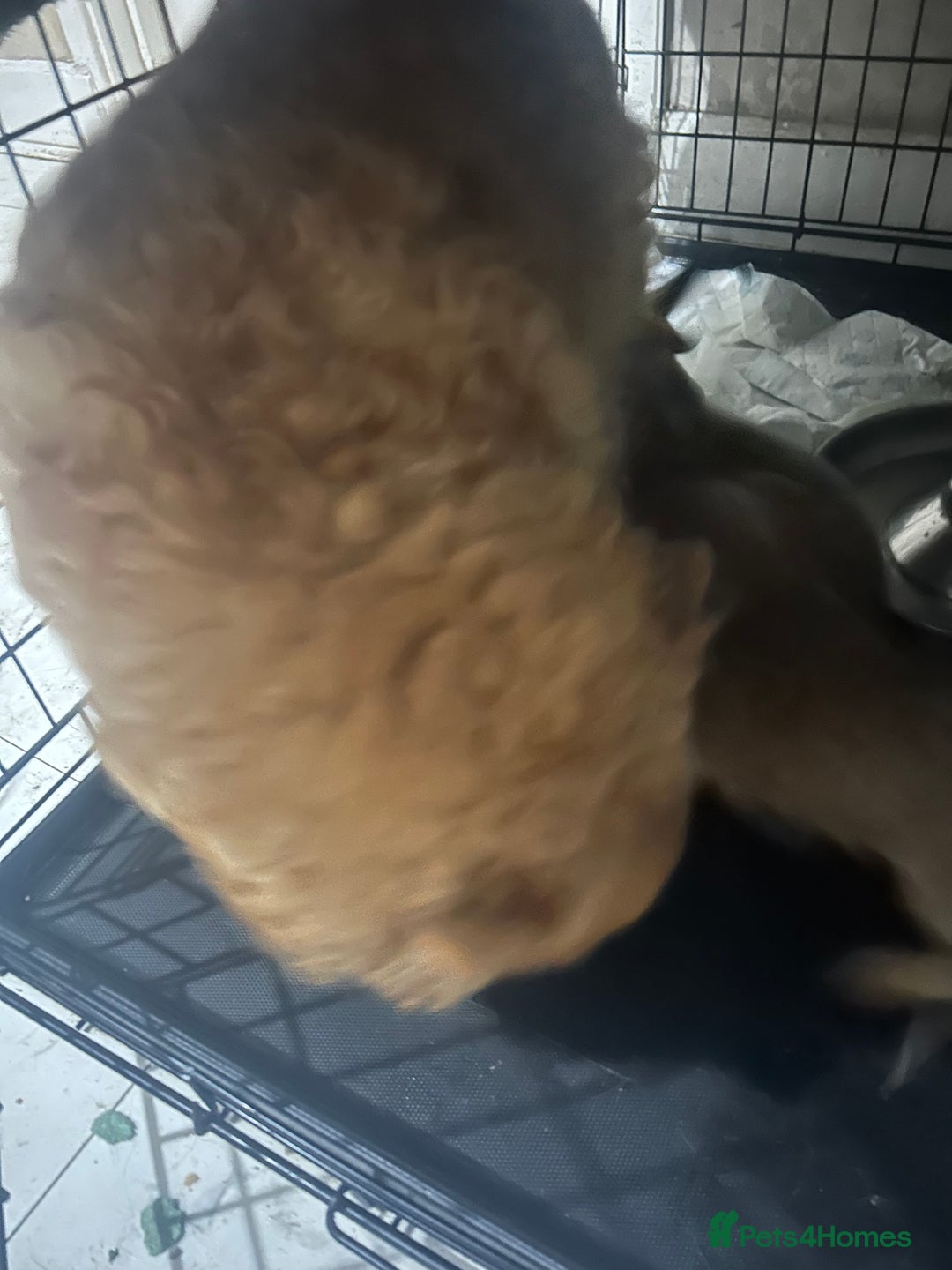 Pomchi dogs for sale: Beautiful pomchi puppies  - Advert 8