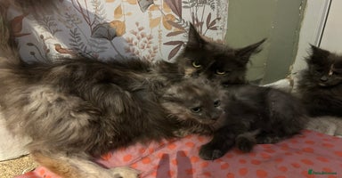 Maine Coon cats Maine coon kittens READY NOW ❤️ black smoke ❤️ - Advert 8