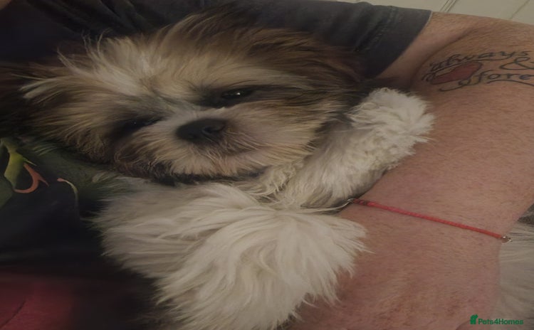 Shih Tzu dogs - Advert 6