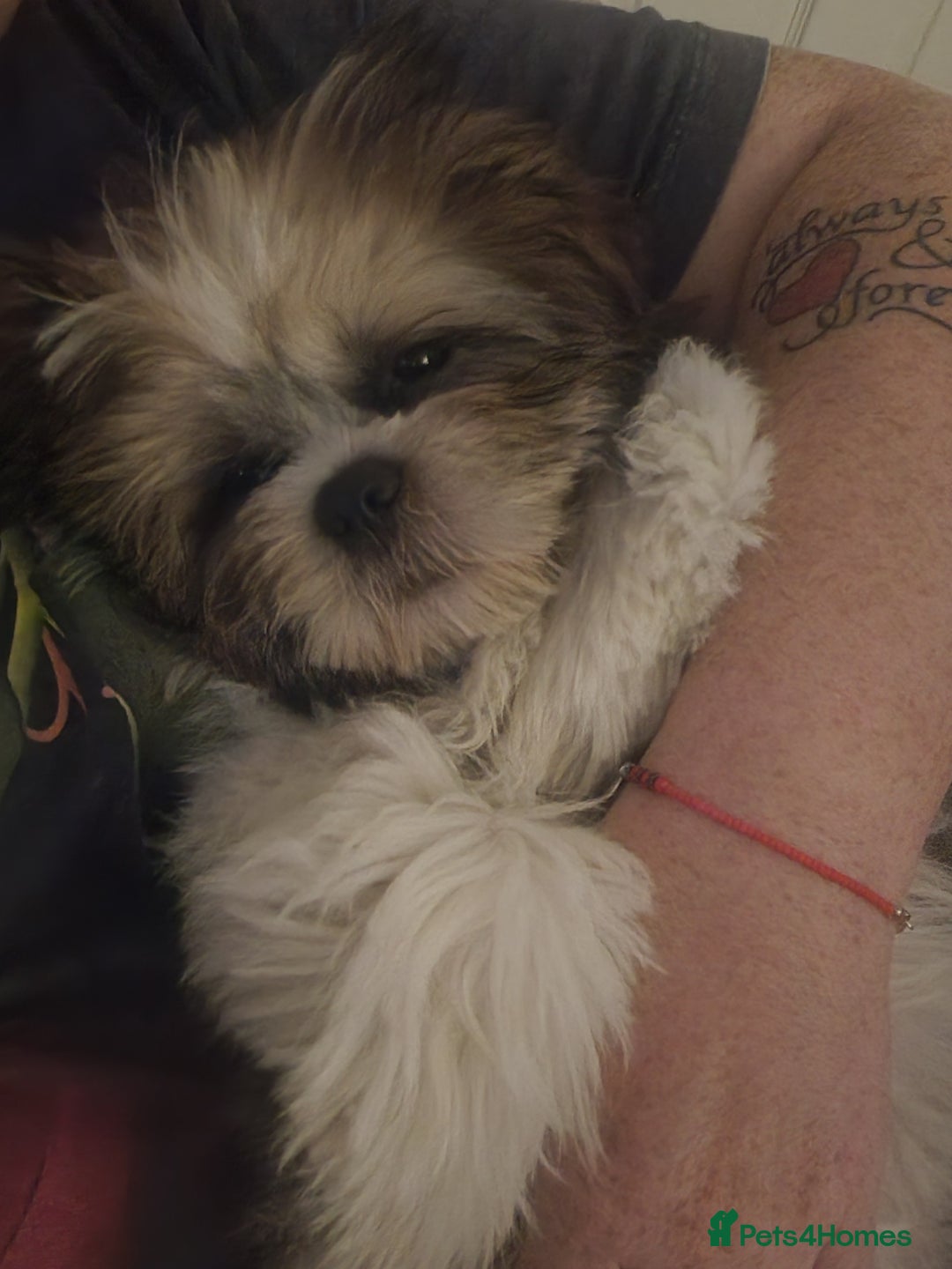 Shih Tzu dogs for sale: Shitzu for sale.3 months old. - Image 1