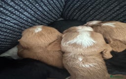 Cocker Spaniel dogs for sale: Cocker spaniels  - Image 8