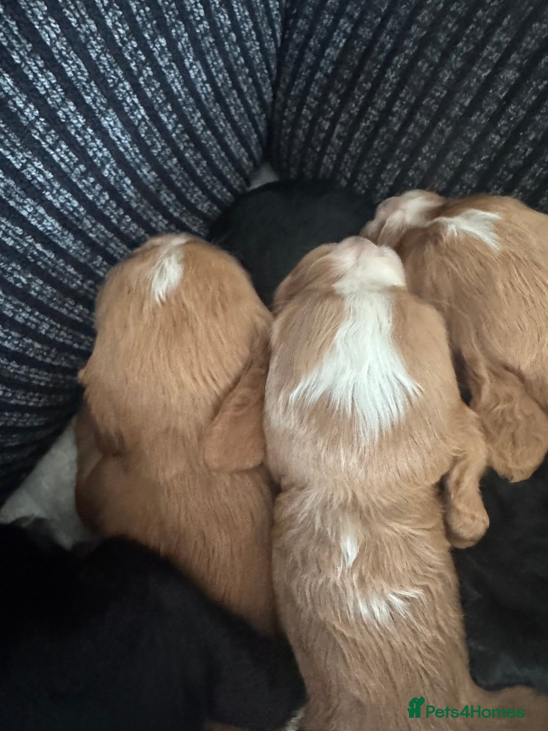 Cocker Spaniel dogs for sale: Cocker spaniels  - Image 8