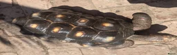 Tortoise reptiles for sale: Adult male red foot tortoise (20 years old) - Advert 3