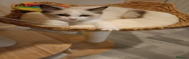 Mars Ragdoll 2
